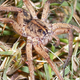 Illustration for article titled This Is How to Find the Spiders That Are Staring At You in the Dark